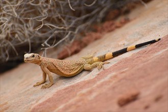 Common Chuckwalla (Sauromalus ater) on red sandstone