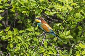 European bee-eater (Merops apiaster) sitting on branch