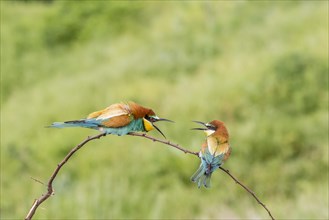 European bee-eater (Merops apiaster)