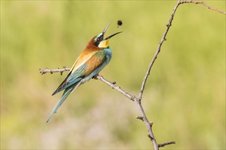 European bee-eater (Merops apiaster) tossing bumbleebee into the air