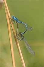 Common Blue Damselfly (Enallagma cyathigerum) mating