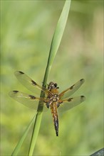 Four-spotted chaser (Libellula quadrimaculata)