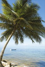 Boat and palm tree on the Coral Coast