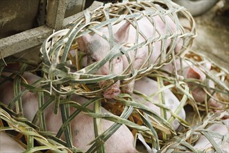 Piglets locked in baskets offered for sale on the market
