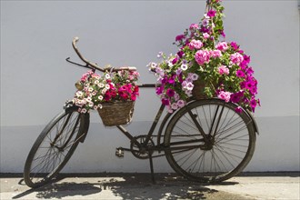 Old bicycle decorated with pink flowers