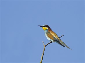 European bee-eater (Merops apiaster) perching on branch