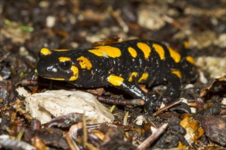 Fire salamander (Salamandra salamandra)