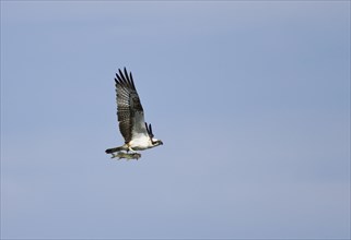Osprey (Pandion haliaetus) in flight