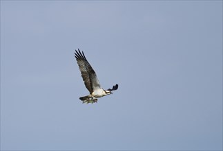 Osprey (Pandion haliaetus) in flight