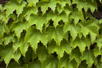 Vines on brick wall