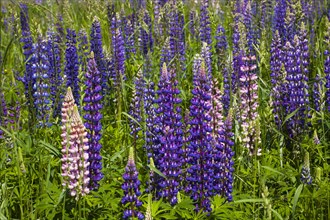 Wild Lupins (Lupinus) growing in a meadow