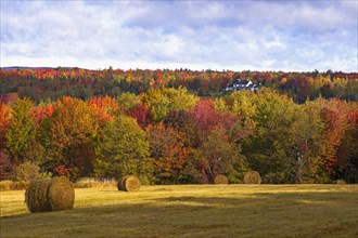 Early autumn hayfield