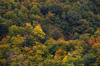 Early autumn colors