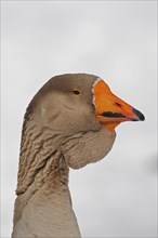 Toulouse Goose with dewlap