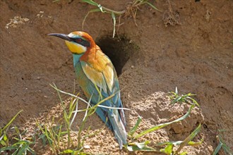 European bee-eater (Merops apiaster) next to nesting hole