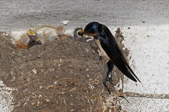 Barn swallow (Hirundo rustica) feeding chicks in nest