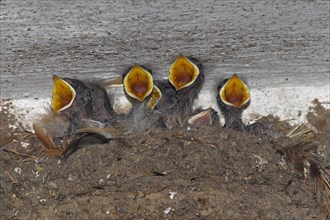 Barn swallow (Hirundo rustica) chicks begging for food