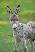 Miniature donkey foal (Equus asinus f. asinus)