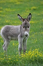 Miniature donkey foal (Equus asinus f. asinus)