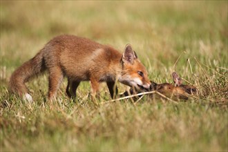 Red fox (Vulpes vulpes) kitten