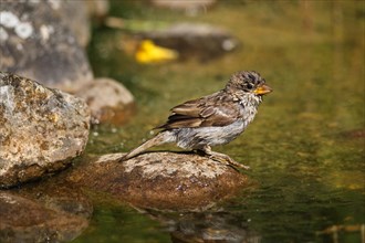 House sparrow (Passer domestics) fledgling after bath in garden pond