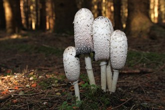 The shaggy ink cap (Coprinus comatus) in a spruce forest