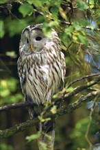 Ural owl (Strix uralensis) sitting in tree
