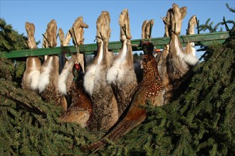 European hares (Lepus europaeus) and common pheasants (Phasianus colchicus) shot during hunt