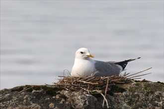 Common gull (Larus canus) in nest