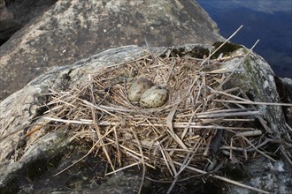 Common gull (Larus canus) nest and clutch