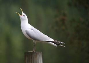 Common gull (Larus canus) calling