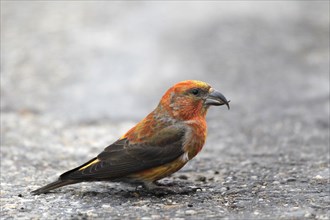 Red Crossbill (Loxia carvirostra)