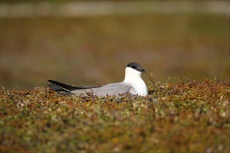 Long-tailed jaeger (Stercorarius longicaudus) breeds on the ground in the tundra