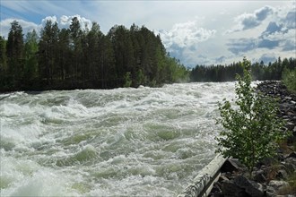 Rapids Storforsen in the River Pitealven