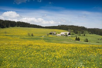 Meadows blooming and Schwarzenbach farm