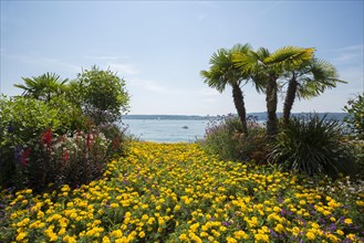 Flowerbed with palm trees on waterfront