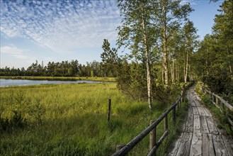 Wooden path