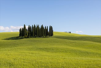 Cypress trees in cornfield at San Quirico d'Orcia