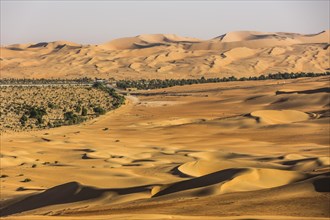 Artificial forest in desert at Al Hamaim