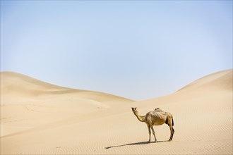 Dromedary (Camelus dromedarius) in sand dunes