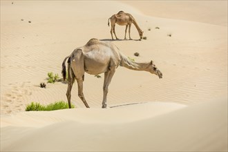 Dromedaries (Camelus dromedarius) in sand dunes