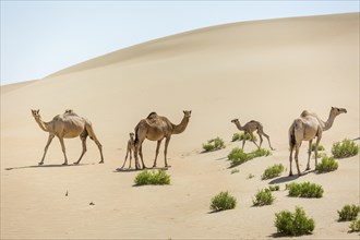Dromedaries (Camelus dromedarius) with young in sand dunes