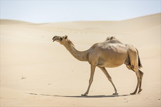 Dromedary (Camelus dromedarius) in sand dunes