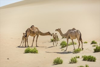 Dromedaries (Camelus dromedarius) with young in sand dunes