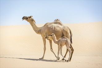 Dromedary (Camelus dromedarius) with young in sand dunes
