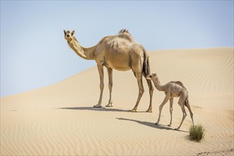 Dromedary (Camelus dromedarius) with young in sand dunes