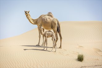 Dromedary (Camelus dromedarius) with young in sand dunes