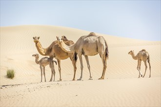 Dromedaries (Camelus dromedarius) with young in sand dunes
