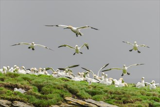 Northern gannets (Morus bassanus) landing on cliff and plucking plants for nest-building