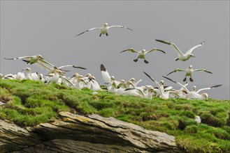 Northern gannets (Morus bassanus) landing on cliff and plucking plants for nest-building